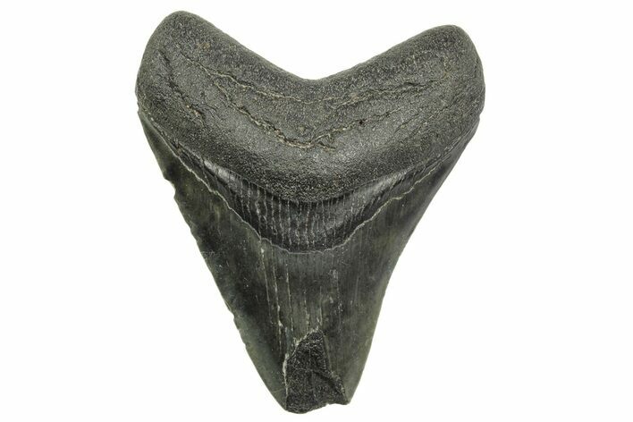 Fossil Megalodon Tooth - South Carolina #368404